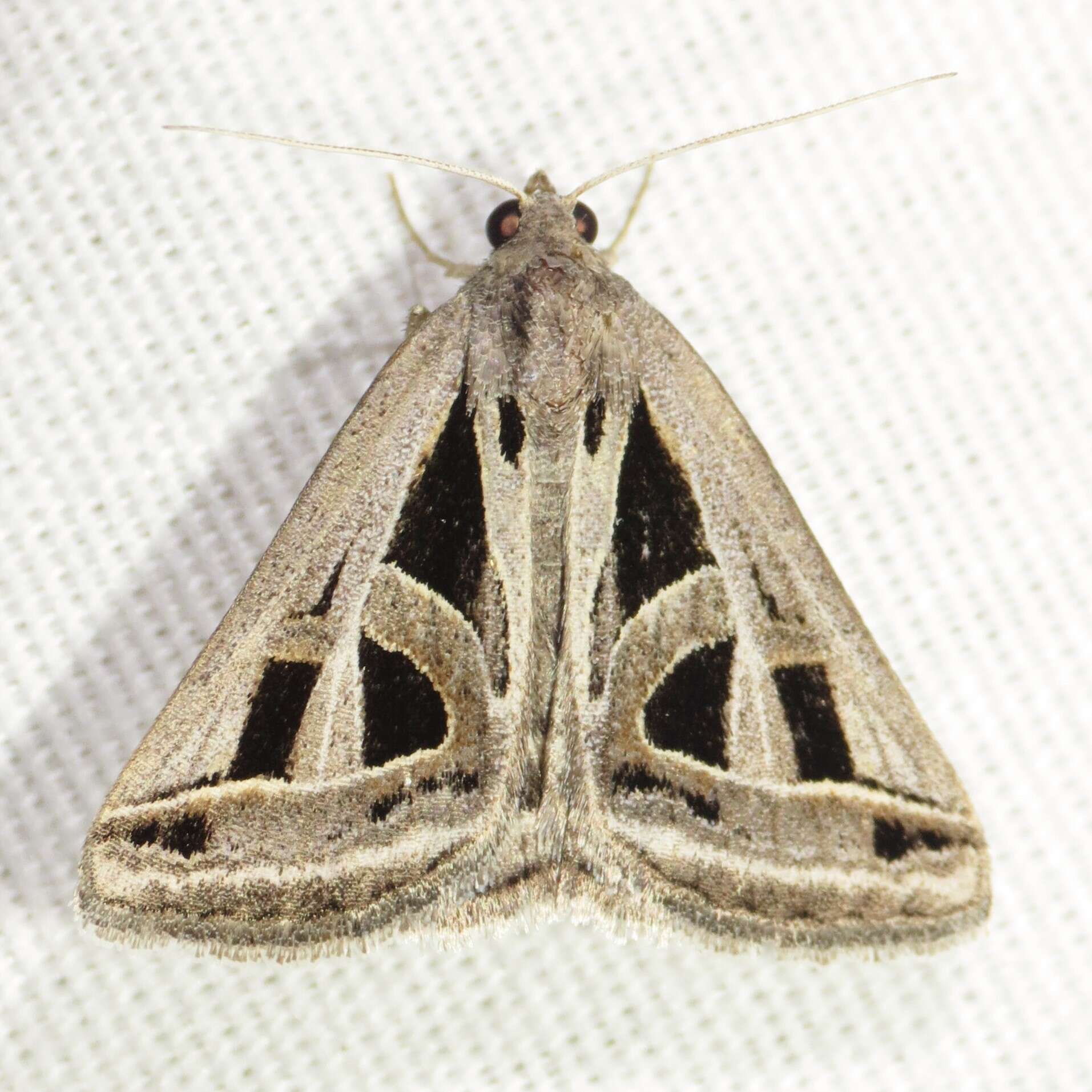 Image of Callistege diagonalis Dyar 1898