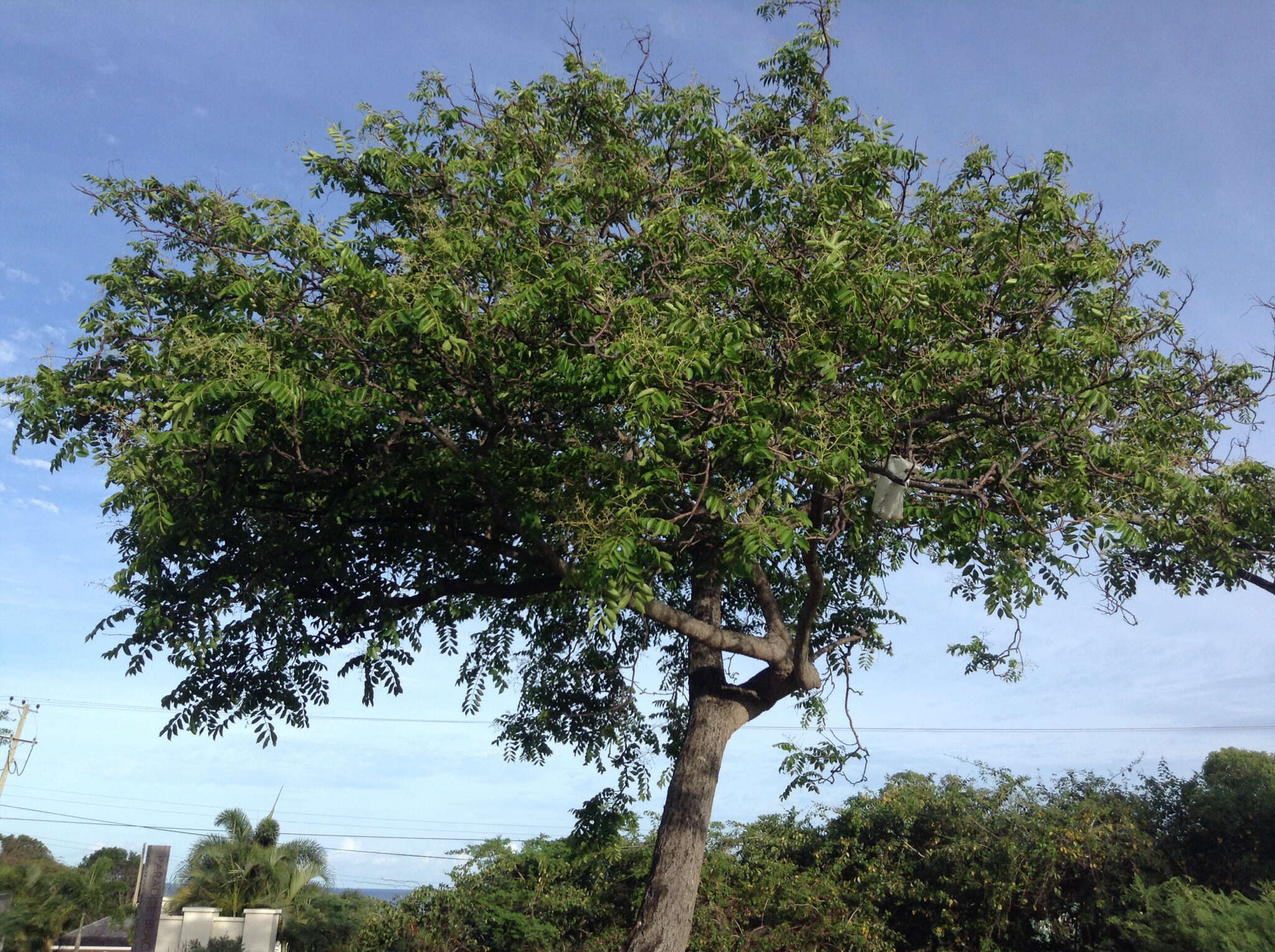 Image of Jewish plum