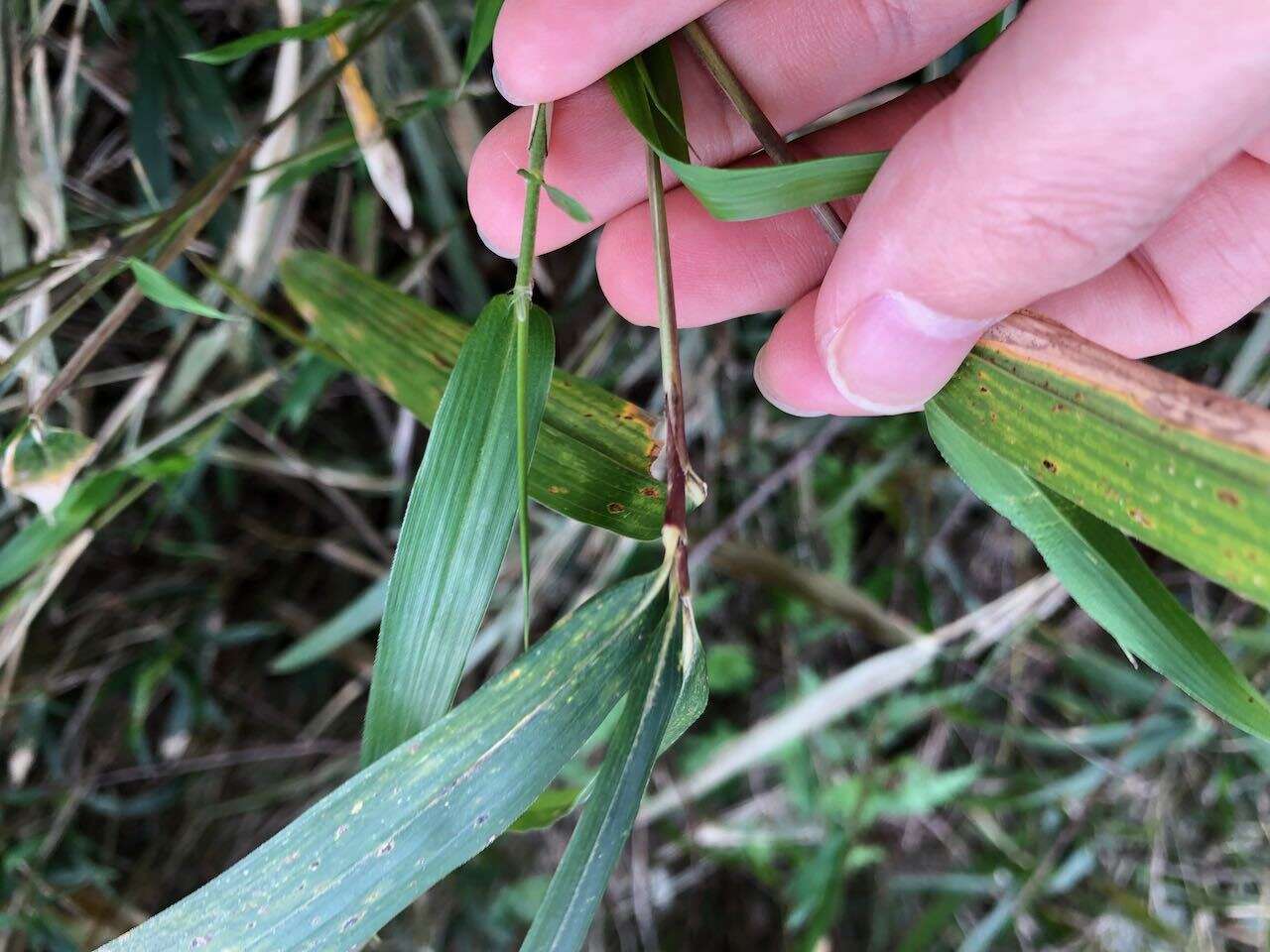 Imagem de Pleioblastus argenteostriatus (Regel) Nakai