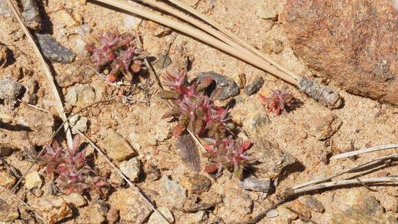 Image of knotweed spineflower