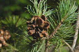 Pinus cembroides subsp. orizabensis D. K. Bailey resmi