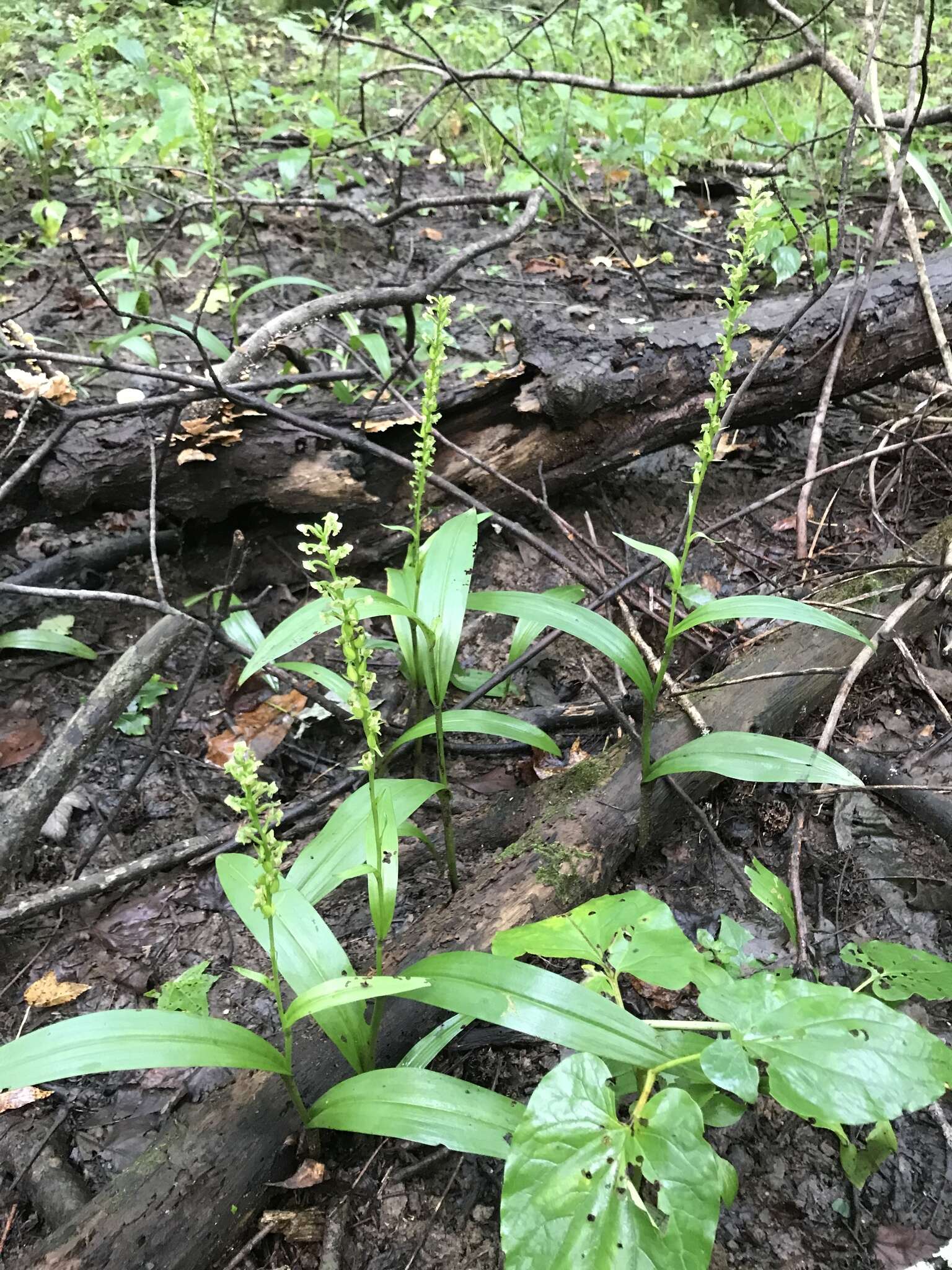 Image of palegreen orchid