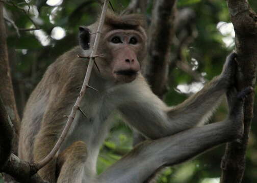 Image of Toque macaque