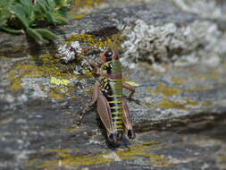 Plancia ëd Cophopodisma pyrenaea (Fischer 1853)