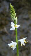 Image of Anthericum baeticum (Boiss.) Boiss.