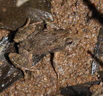 Image of Beeping Froglet