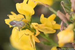 Image of alfalfa plant bug