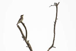 Image of Olive-Sided Flycatcher