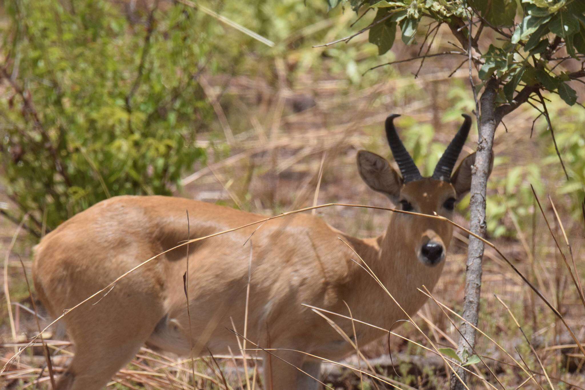 Image of Bohor Reedbuck