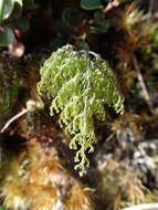 Image de Hymenophyllum villosum Col.