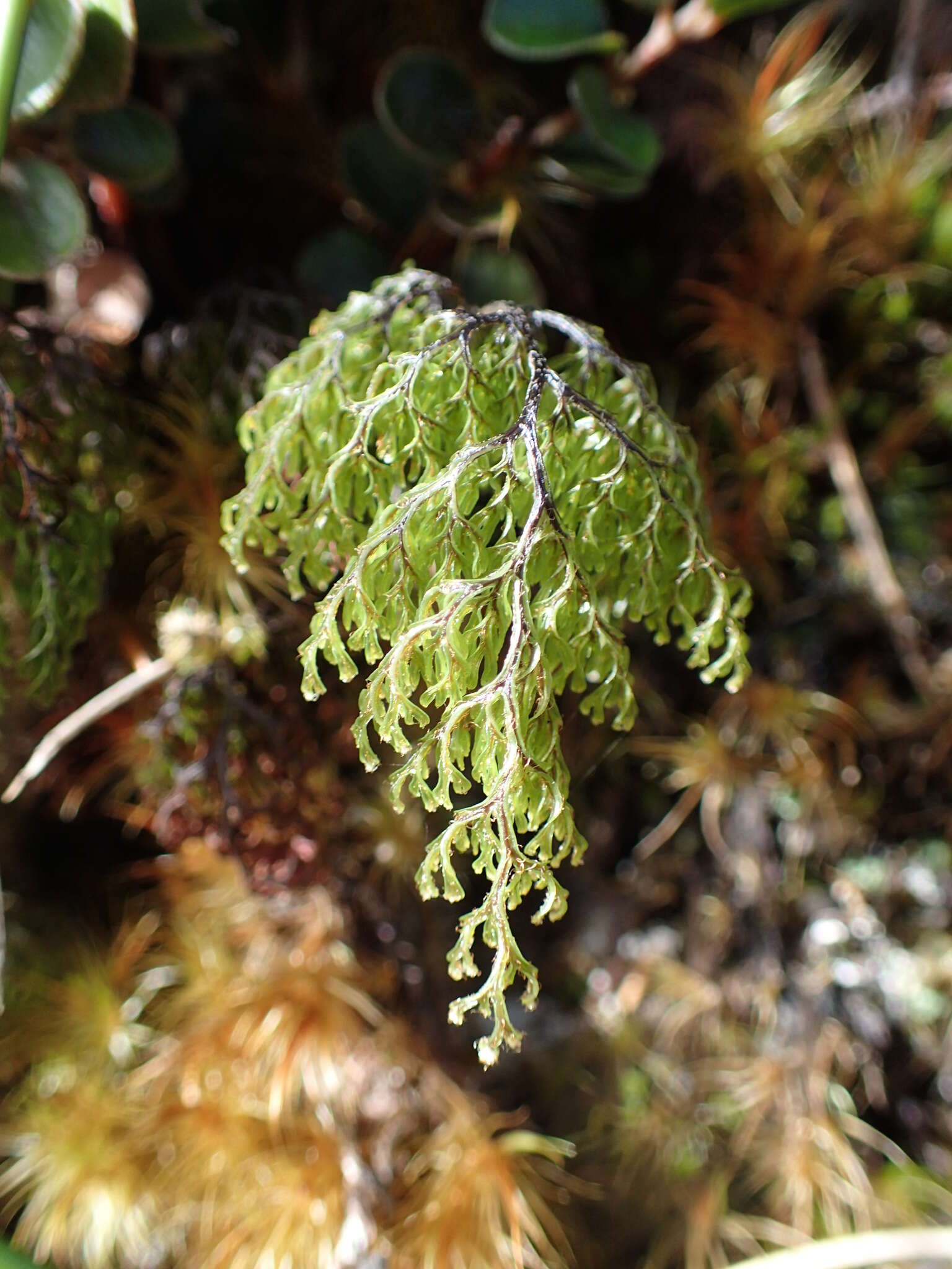 Image de Hymenophyllum villosum Col.