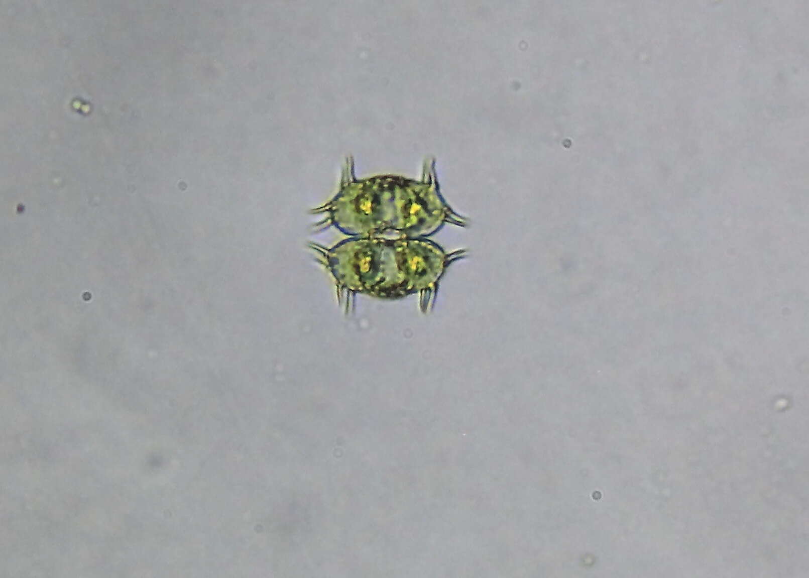 Image of Xanthidium antilopaeum var. polymazum