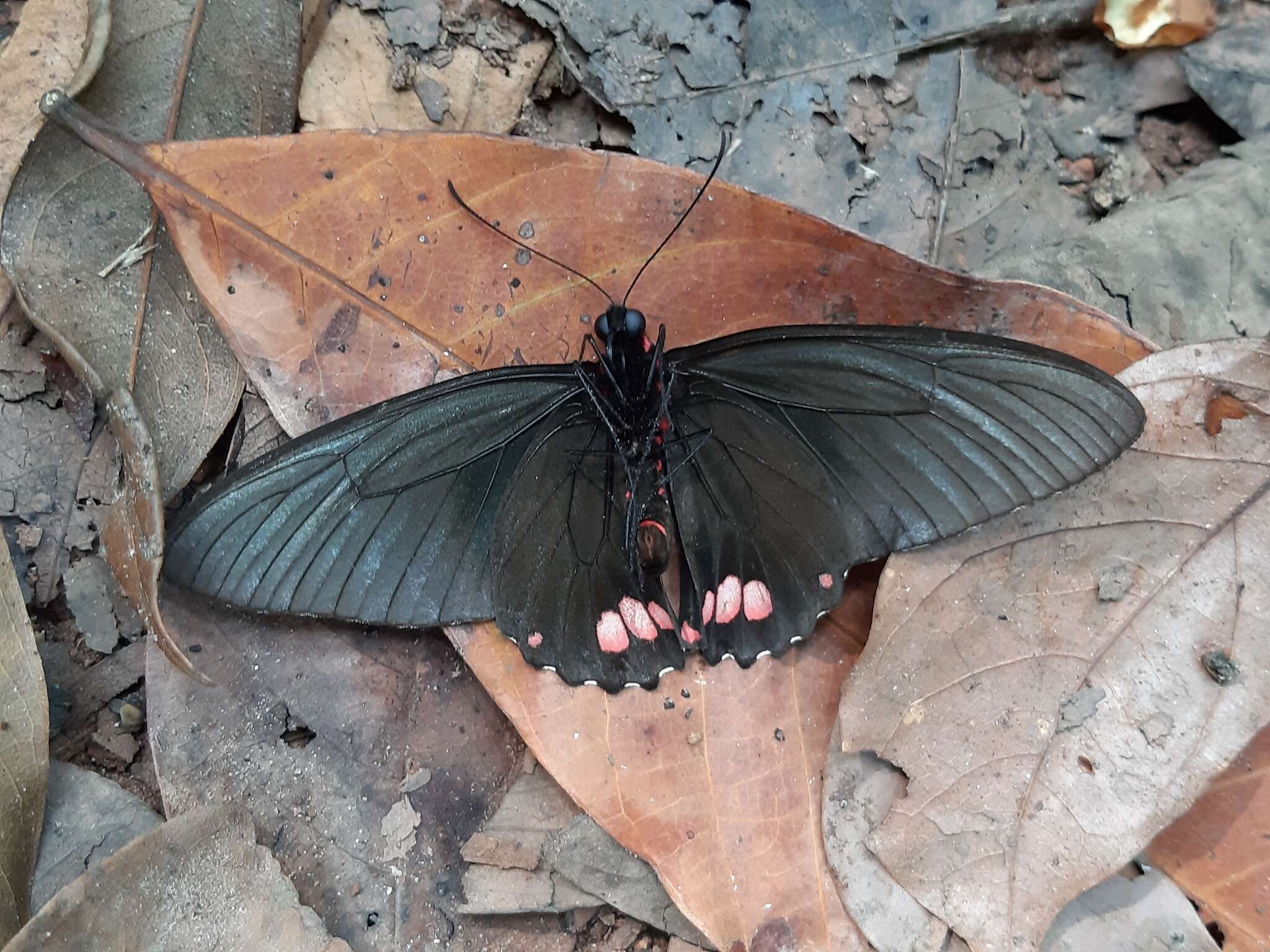 Parides sesostris (Cramer (1779)) resmi