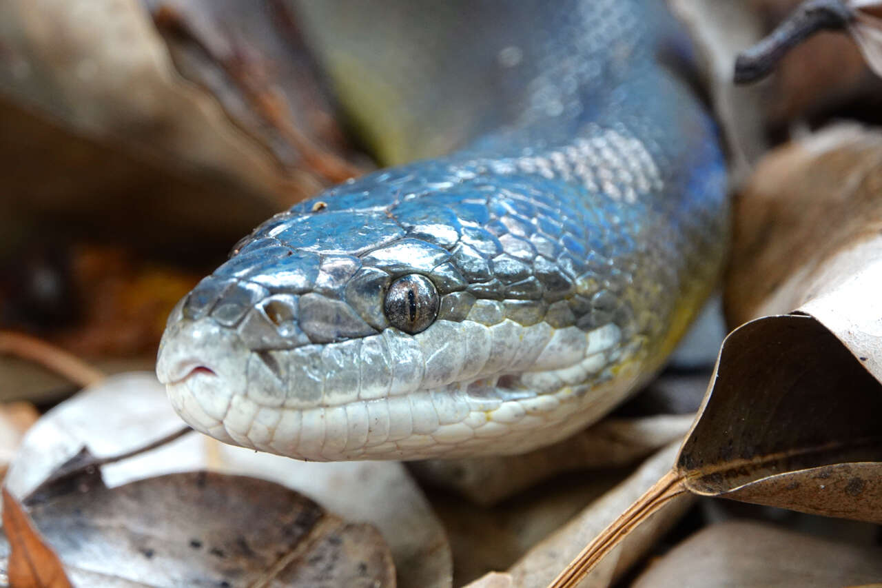Image of Brown water python