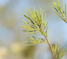 Sivun Melaleuca nodosa (Gaertn.) Sm. kuva