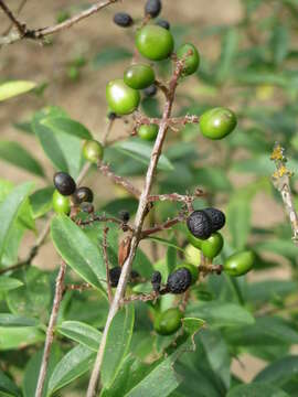 Image of European privet