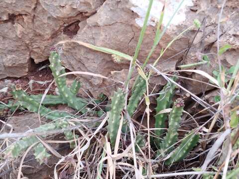 Image de Ceropegia europaea (Guss.) Bruyns