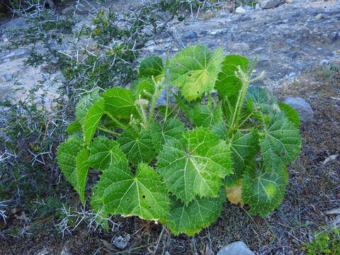 Image de Cnidoscolus rotundifolius (Müll. Arg.) McVaugh