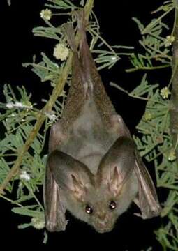 Image of Heart-nosed bat