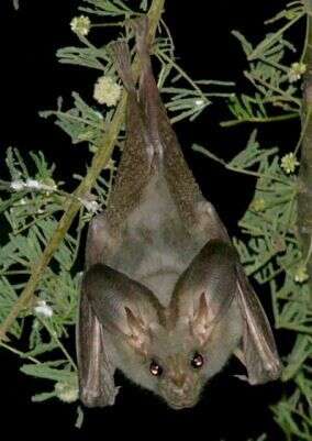 Image of Heart-nosed bat