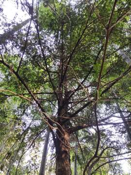 Image of Chinese Yew