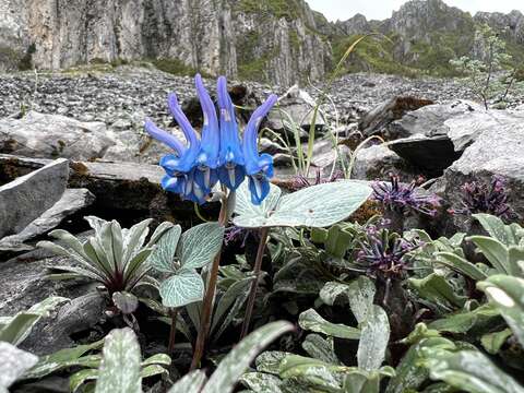 Image of Corydalis hemidicentra Hand.-Mazz.