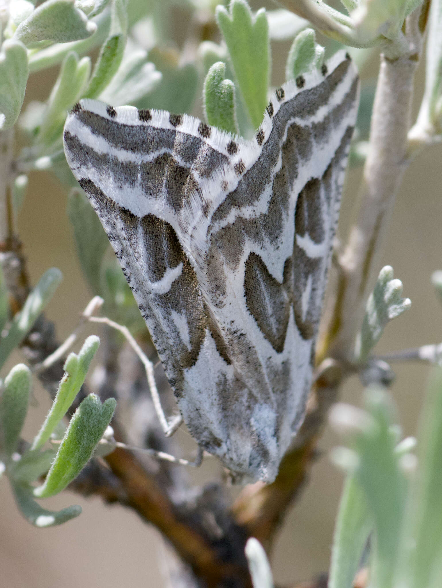 Image of Sagebrush Girdle