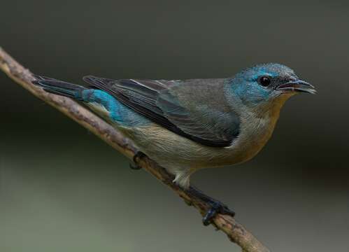 Image of Black-legged Dacnis