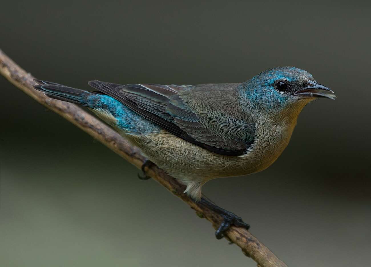 Image of Black-legged Dacnis