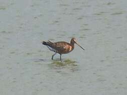 Imagem de Limosa limosa islandica Brehm & CL 1831