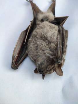 Image of Hairy Fruit-eating Bat