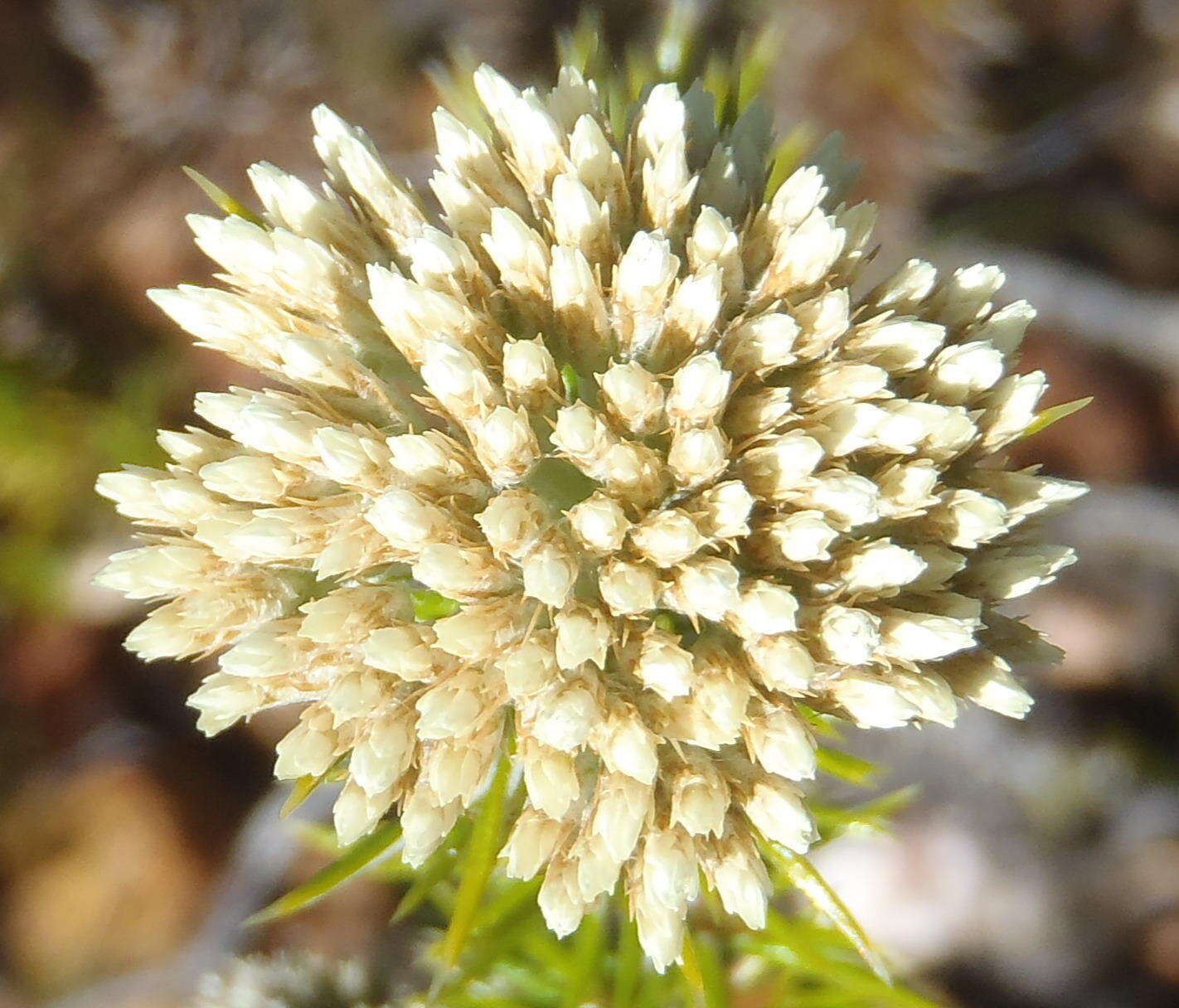 Image of Pointy Blombush