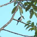 Image of Palau Kingfisher
