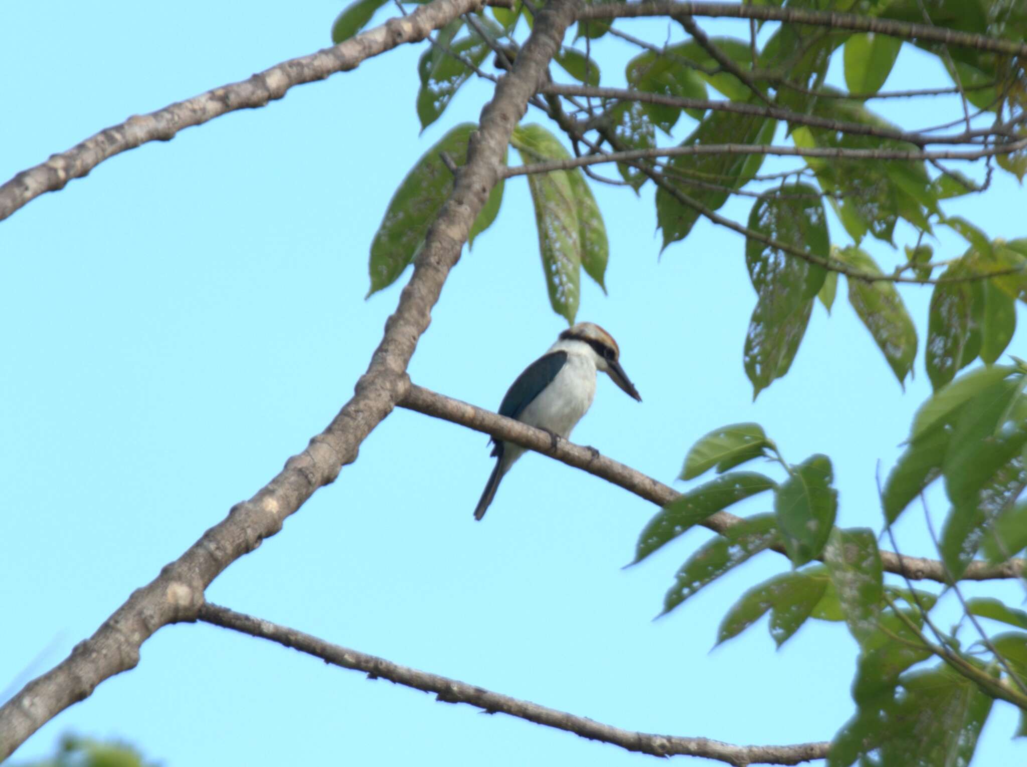 Image of Palau Kingfisher