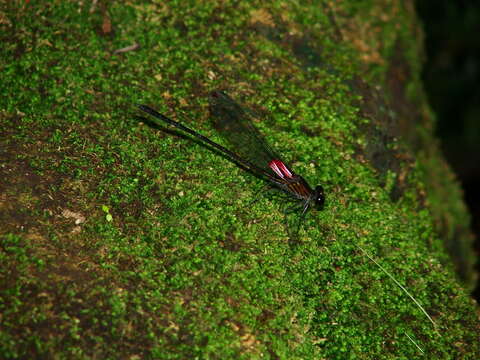 Image of Canyon Rubyspot