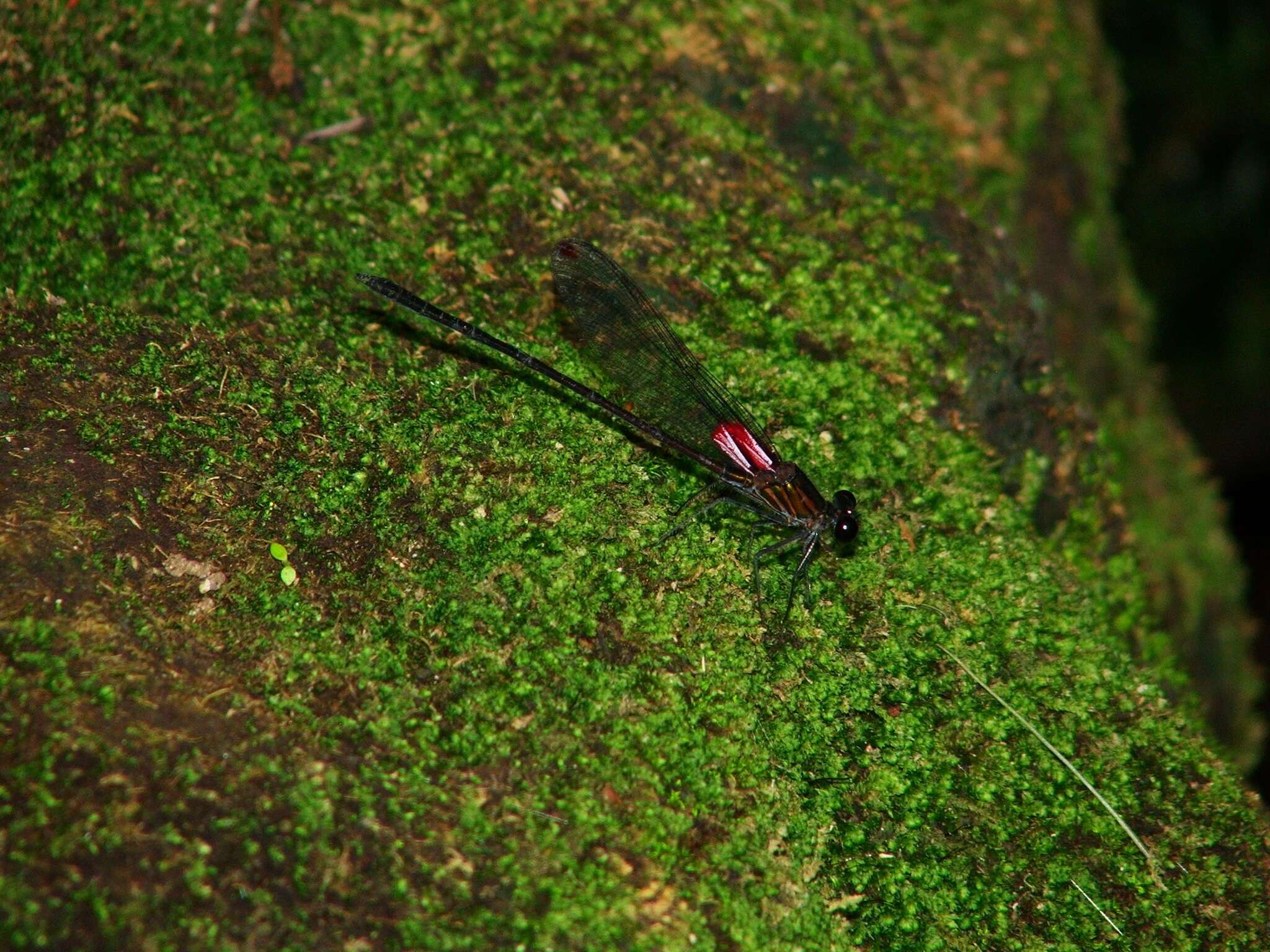 Imagem de Hetaerina vulnerata Hagen ex Selys 1853