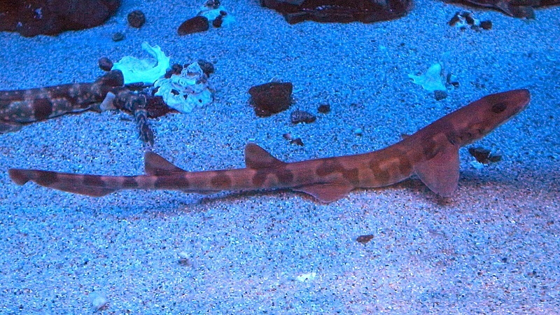 Image of Saddled Carpet Shark