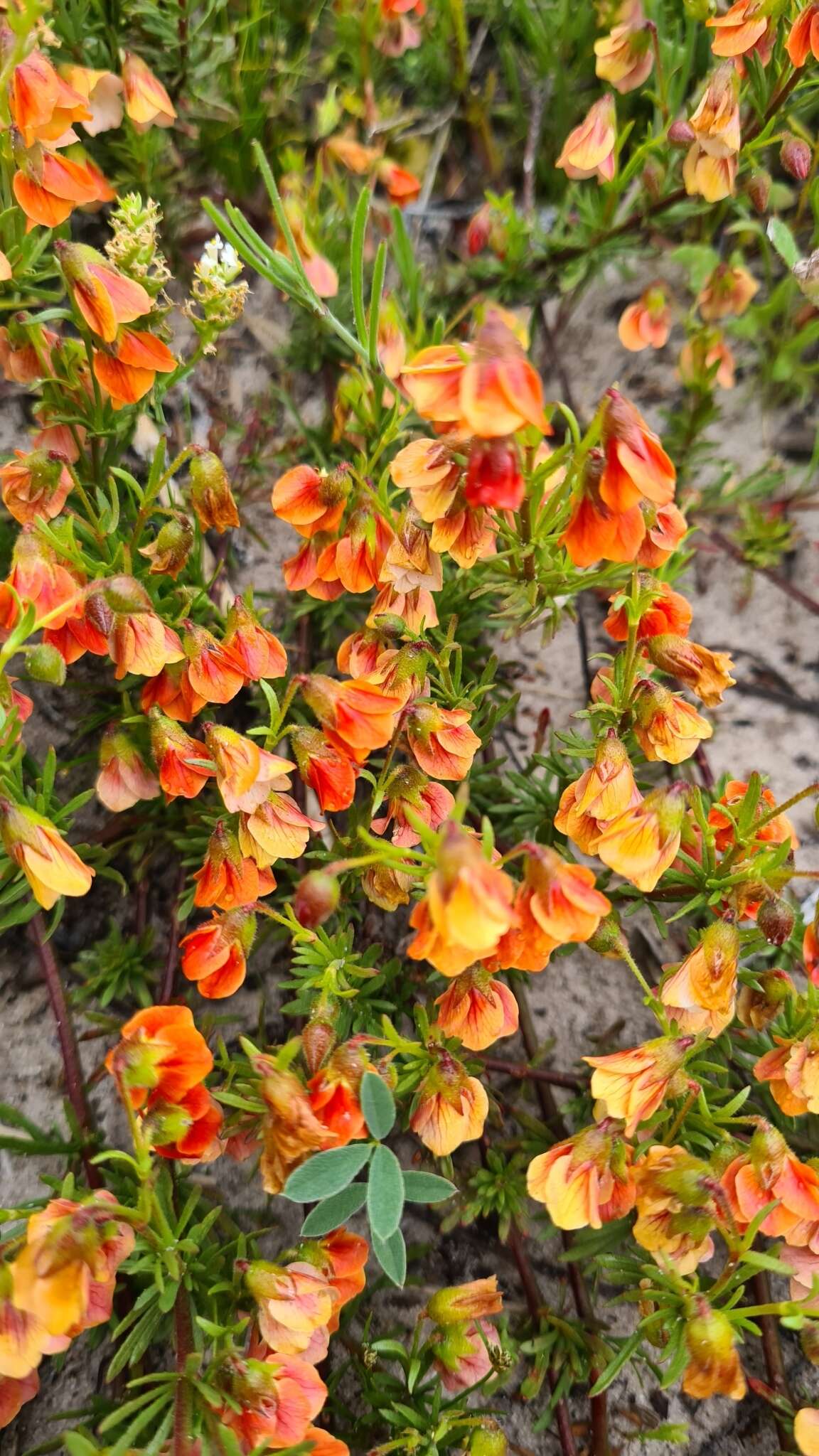 Image of Hermannia pinnata L.