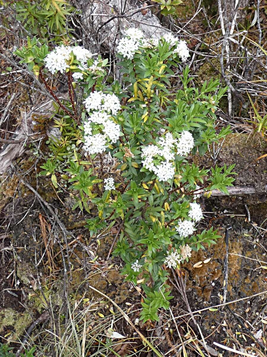 Image of Pimelea gnidia (J. R. & G. Forst.) Willd.