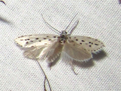 Image of Ethmia prattiella Busck 1915