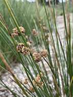 Image of Juncus gregiflorus L. A. S. Johnson