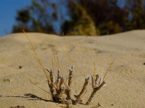 Imagem de Pharnaceum lanuginosum J. C. Manning & P. Goldblatt