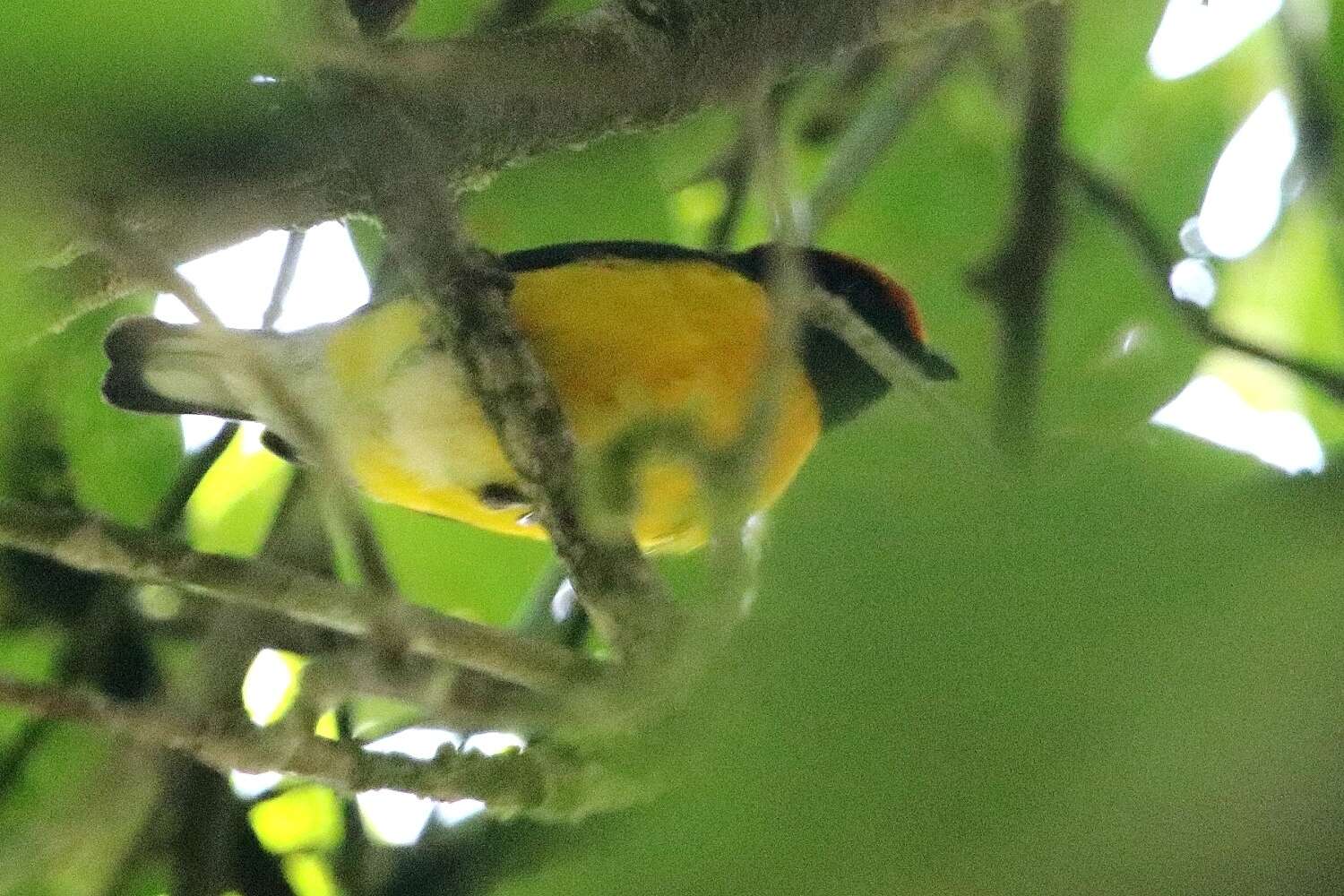 Image of Tawny-capped Euphonia