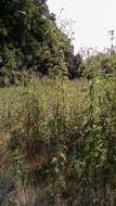 Image of giant sunflower