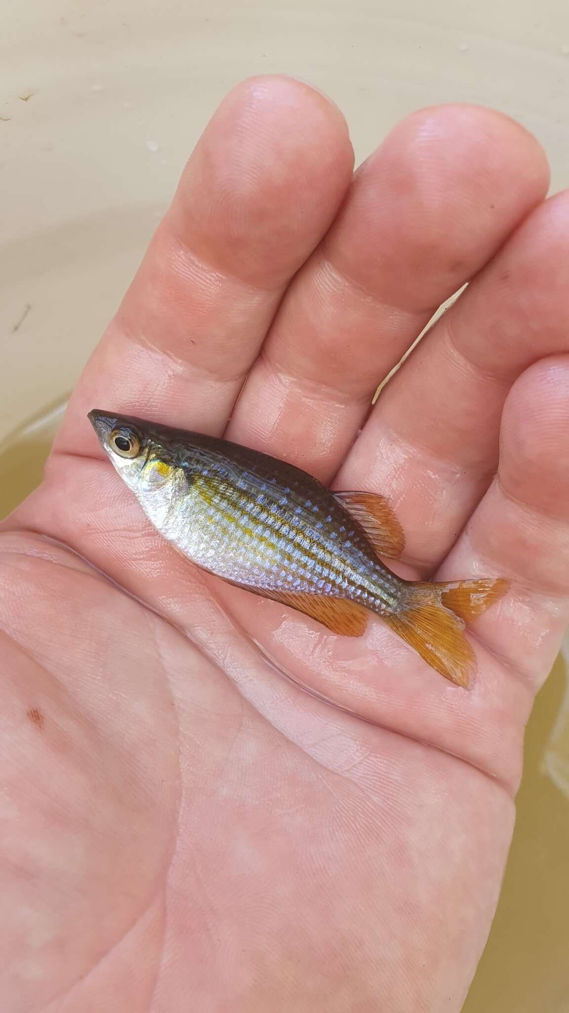 Image of Checkered rainbowfish