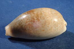 Image of mistaken cowrie