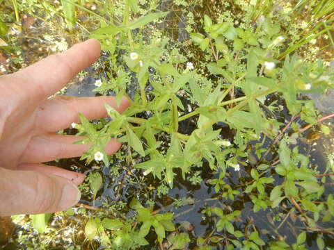 Image of clammy hedgehyssop