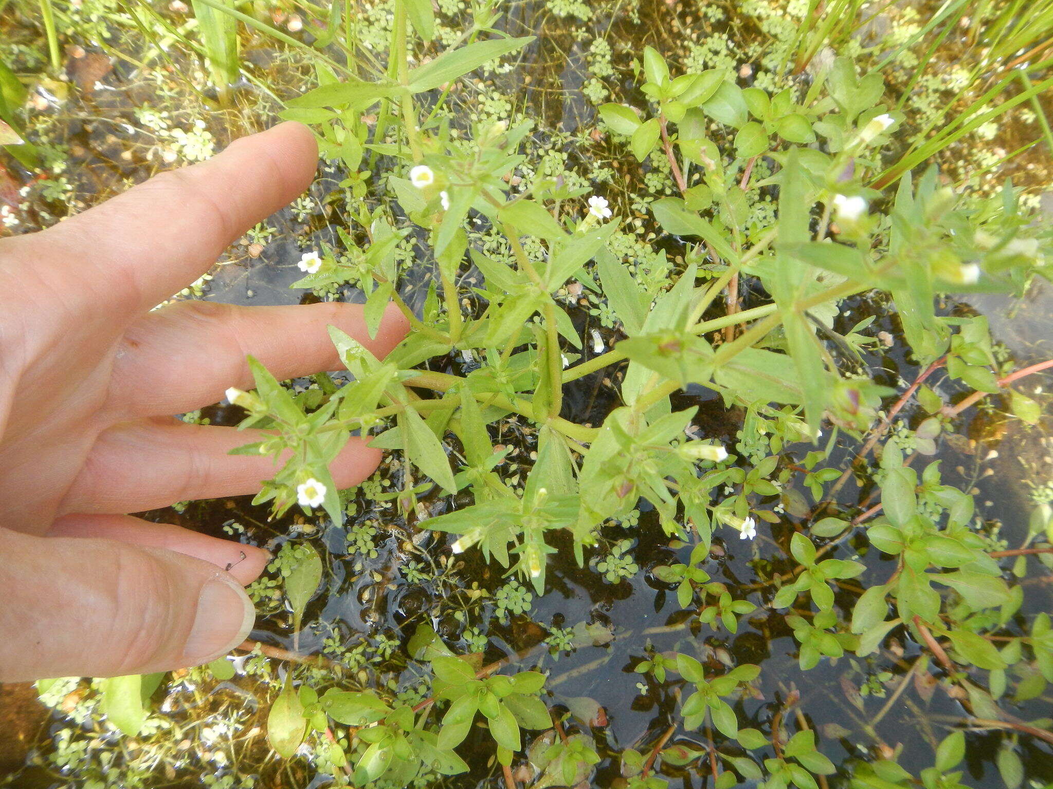 Plancia ëd Gratiola neglecta Torr.