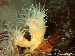 Image of yellow tree coral