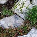 Image of Dwarf Rockcress